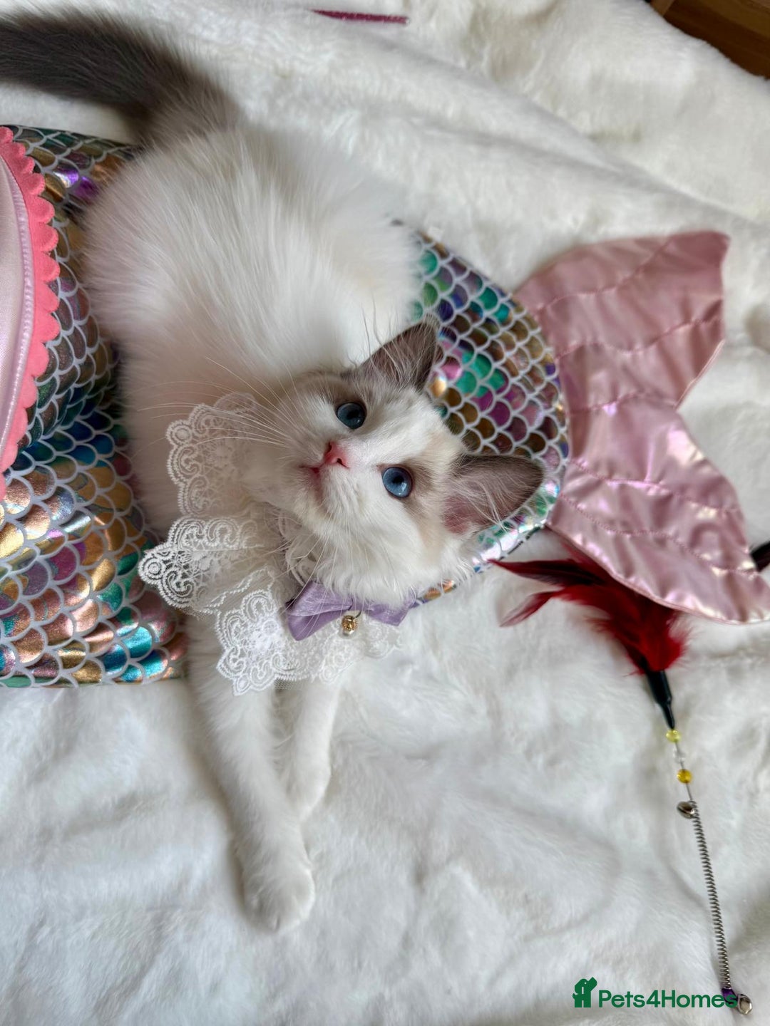 Ragdoll cats for sale: GCCF, They are ready for their new home. - Image 35