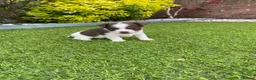 Jack Russell dogs for sale: Gorgeous Miniature Jack Russell Puppies  - Advert 14