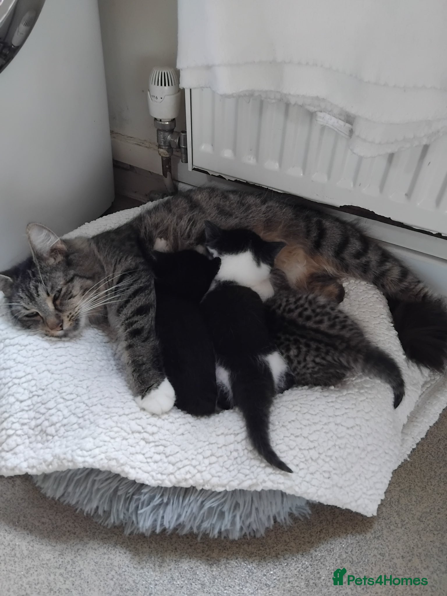 Mixed Breed cats Gorgeous Bengal x kittens for sale. - Advert 13