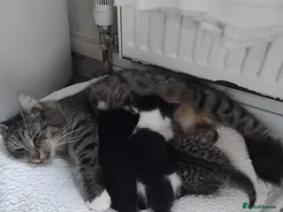 Mixed Breed cats Gorgeous Bengal x kittens for sale. - Advert 13