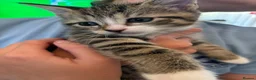 British Shorthair cats for sale: Tabby Kittens X3 and one black and white kitten - Advert 2