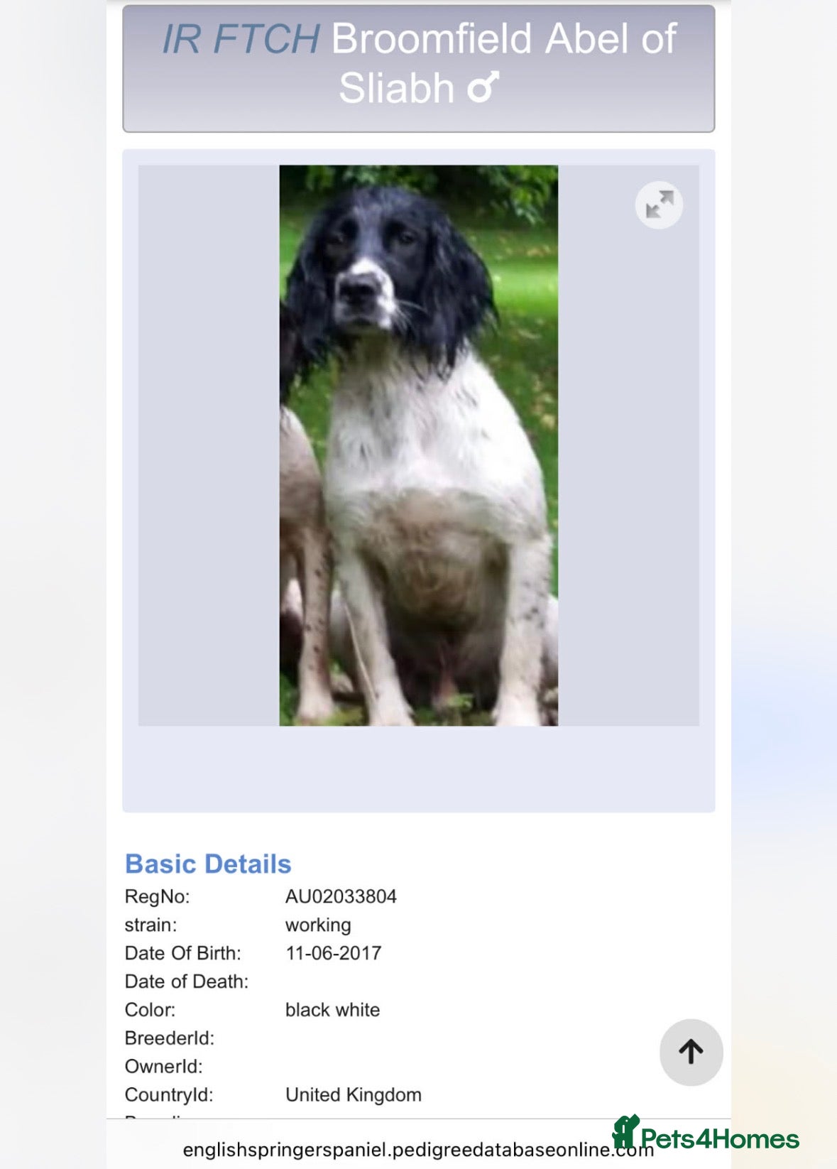 English Springer Spaniel dogs Working Springer Spaniels - Advert 2