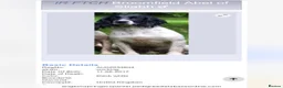 English Springer Spaniel dogs for sale: Working Springer Spaniels in Stockton-on-Tees - Advert 2