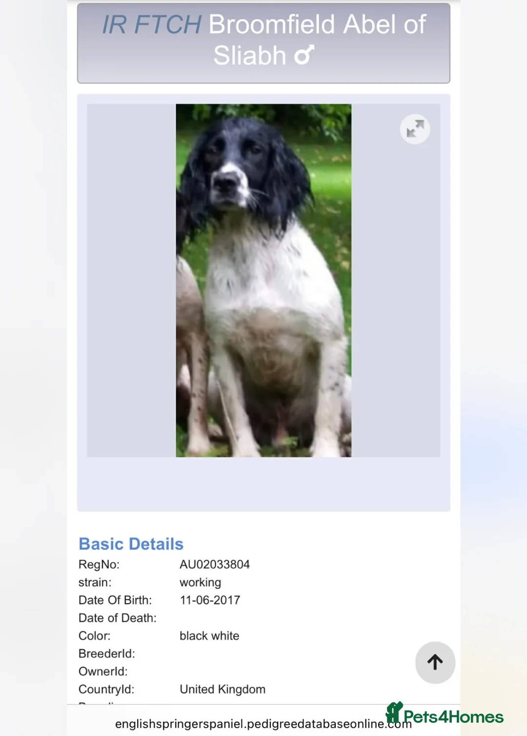 English Springer Spaniel dogs for sale: Working Springer Spaniels in Stockton-on-Tees - Advert 2