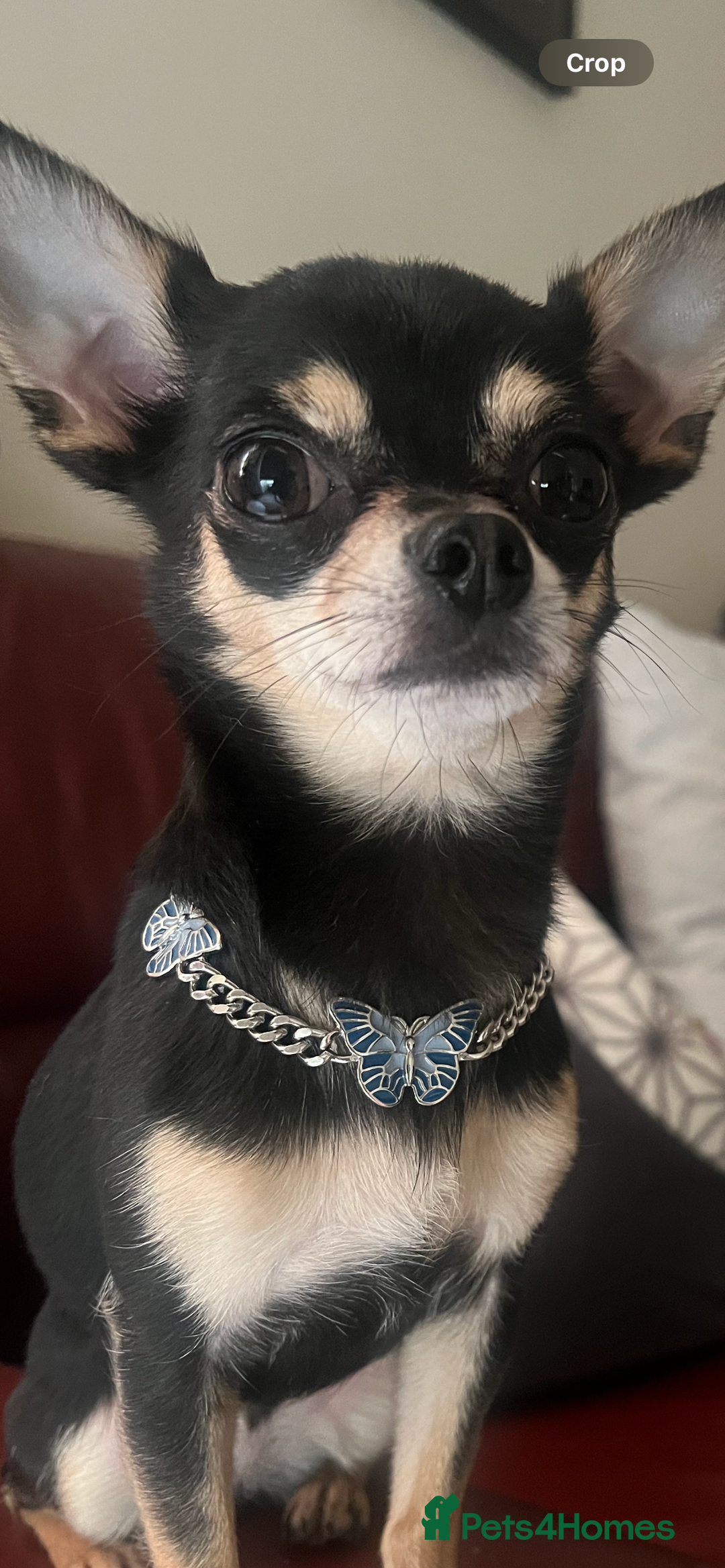 Chihuahua dogs for sale: Tri Colour Chihuahua Girl Seeking a Loving Home. - Advert 10