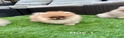 Pomeranian dogs for sale: Pure Teddy🐻Tiny🐾Outstanding 🏆 - Advert 14