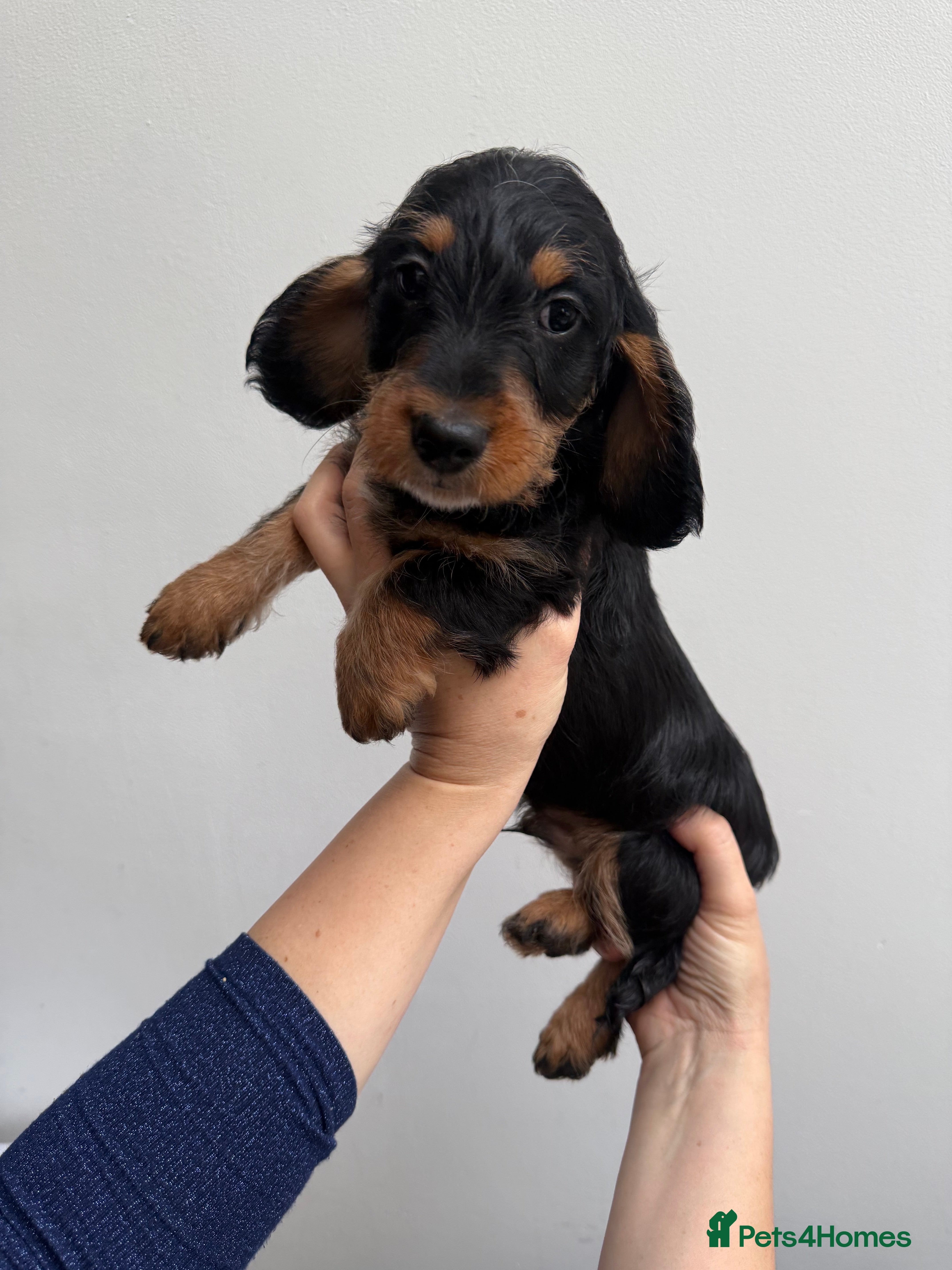 Mixed Breed dogs Dachshund X poodle puppies - Advert 2