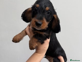 Mixed Breed dogs Dachshund X poodle puppies - Advert 1