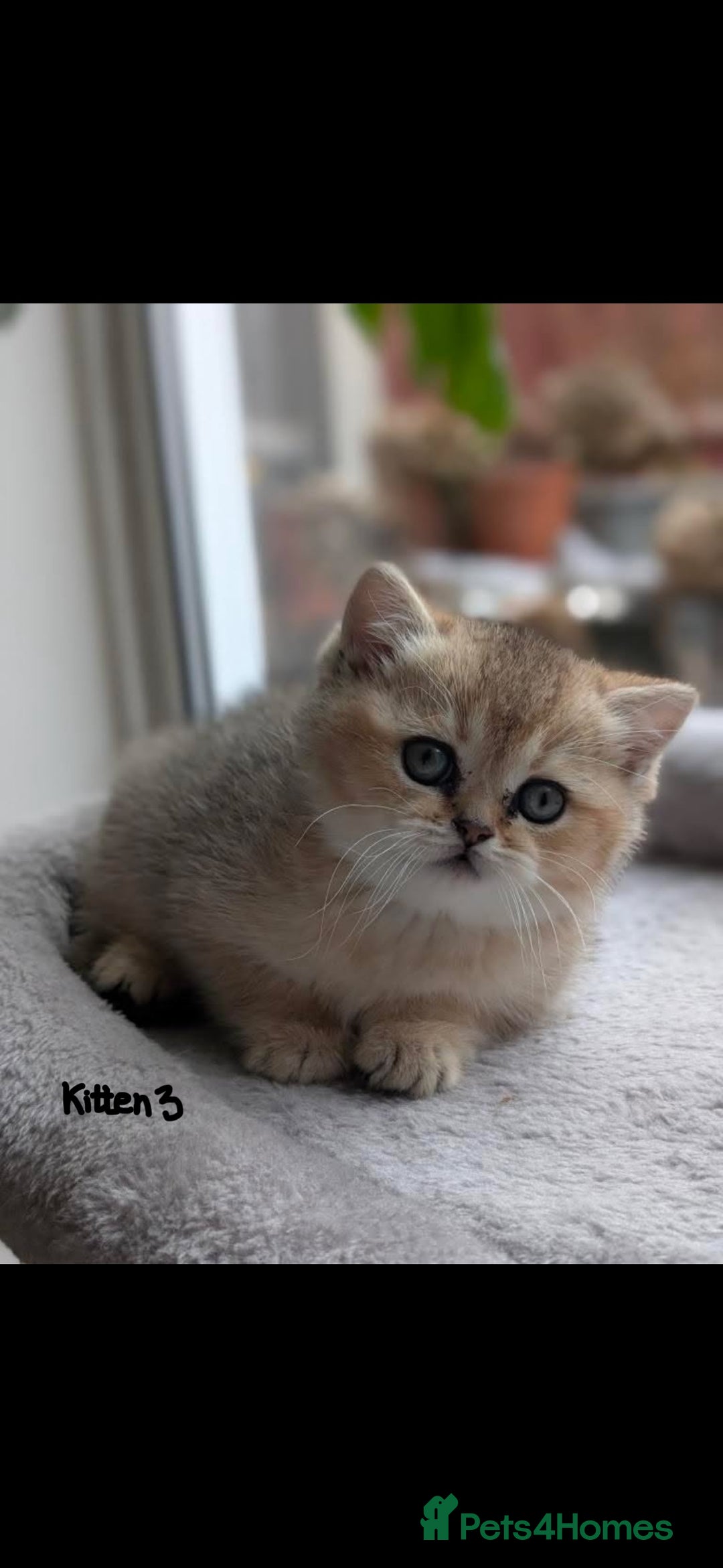 Scottish Fold cats for sale: Scottish fold / chinchilla  - Advert 5