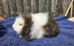 Guinea Pig rodents for sale: 3 young male guinea pigs available - Image 9