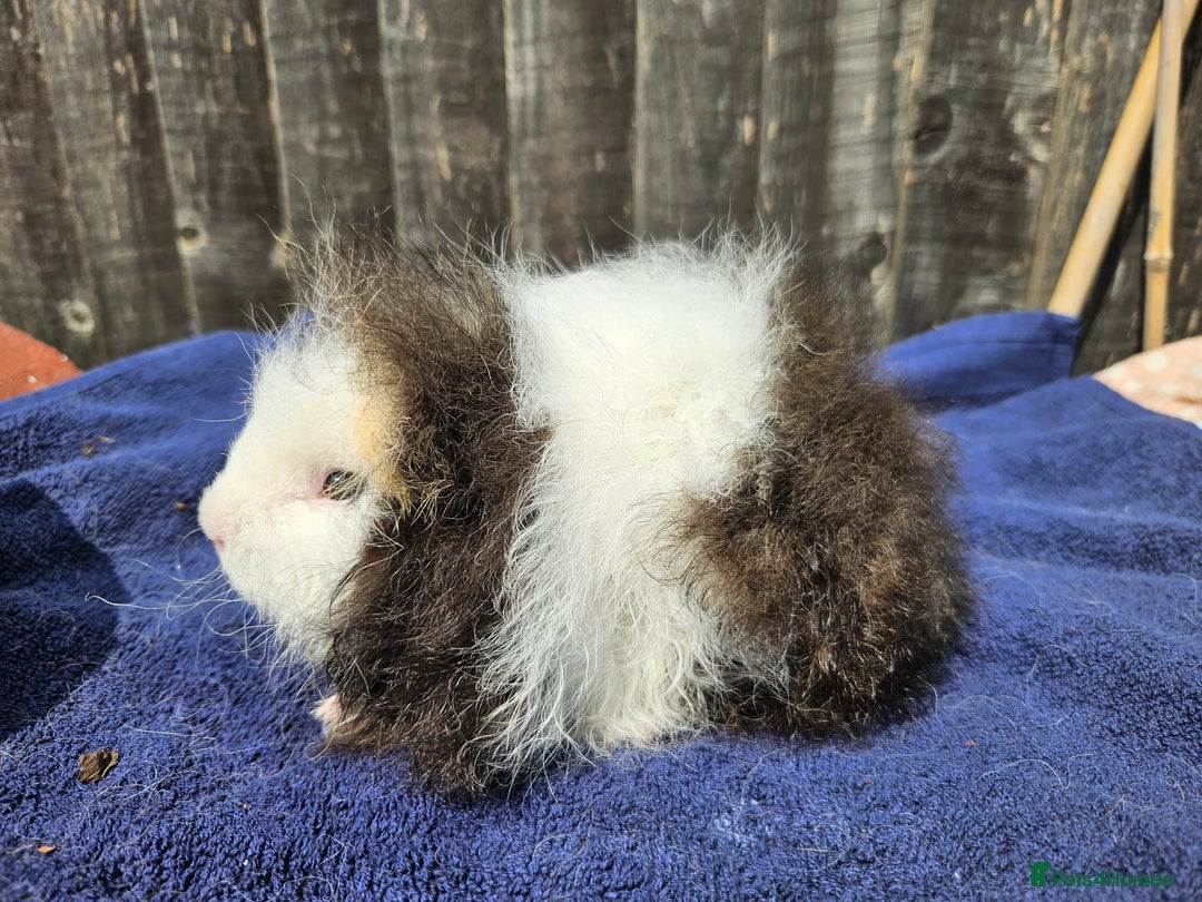 Guinea Pig rodents for sale: 3 young male guinea pigs available - Image 9