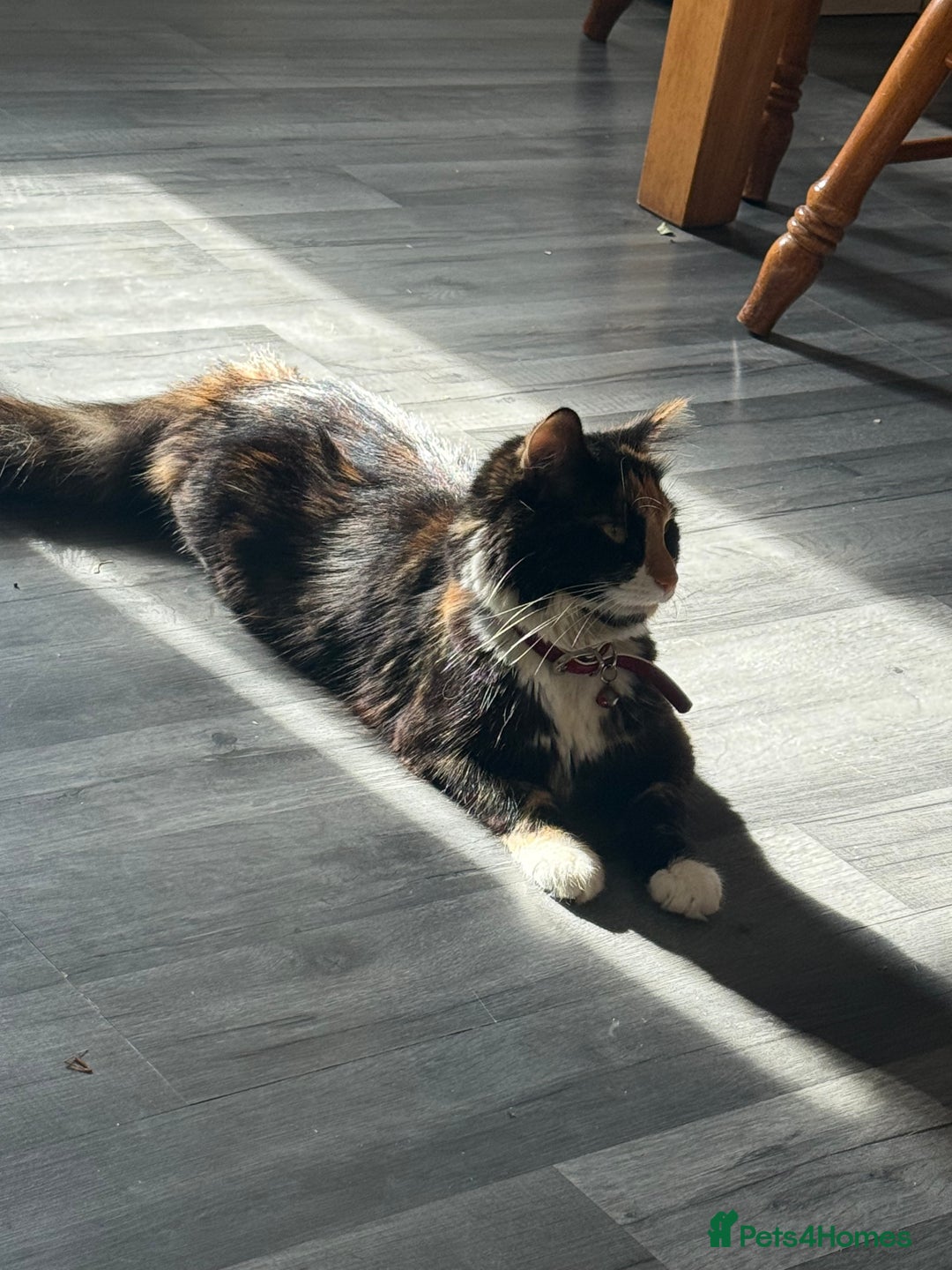 Mixed Breed cats for sale: 3 beautiful stunning and gorgeous kittens for you - Image 10
