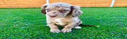 Cockapoo dogs for sale: Cockapoo Babies 🐾🐾🐾 - Advert 14