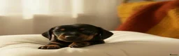 Miniature Dachshund dogs for sale: 🏆KC Registered Miniature Dachshund Puppies 🐾  - Advert 3