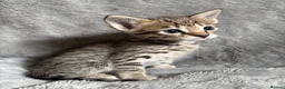 Savannah cats for sale: Beautiful SBT female - Advert 12