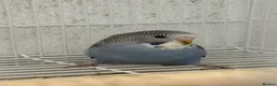 Budgerigars birds for sale: Beautiful baby budgie for sale - Advert 2