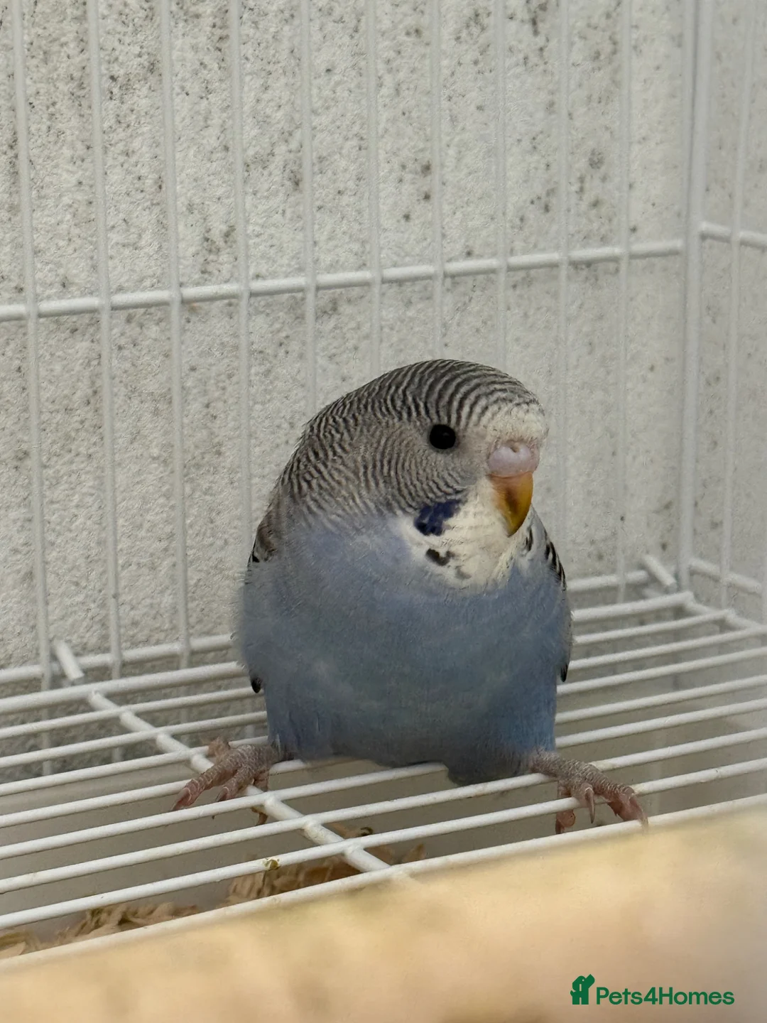 Budgerigars birds for sale: Beautiful baby budgie for sale - Advert 2