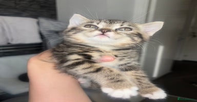 Scottish Fold cats - Advert 15