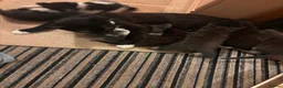Mixed Breed cats for sale: Beautiful Black Girl - Advert 4