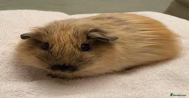 Guinea Pig rodents - Advert 4