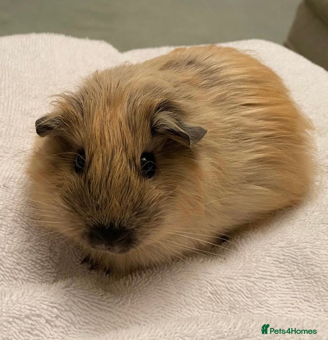 Guinea Pig rodents for sale: 1no beautiful baby Californian guinea GIRL - Image 2
