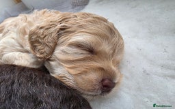 Cockapoo dogs for sale: Beautiful Female Fb1 cockapoo - Image 4