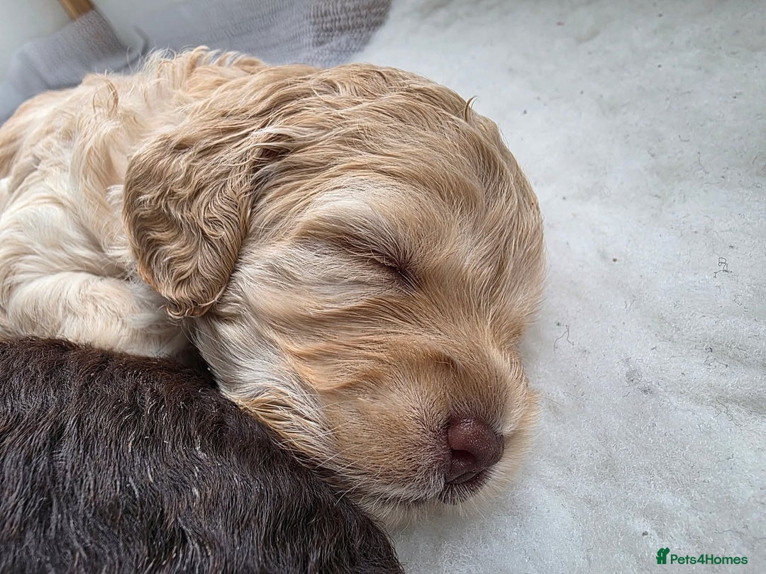 Cockapoo dogs for sale: Beautiful Female Fb1 cockapoo - Image 4