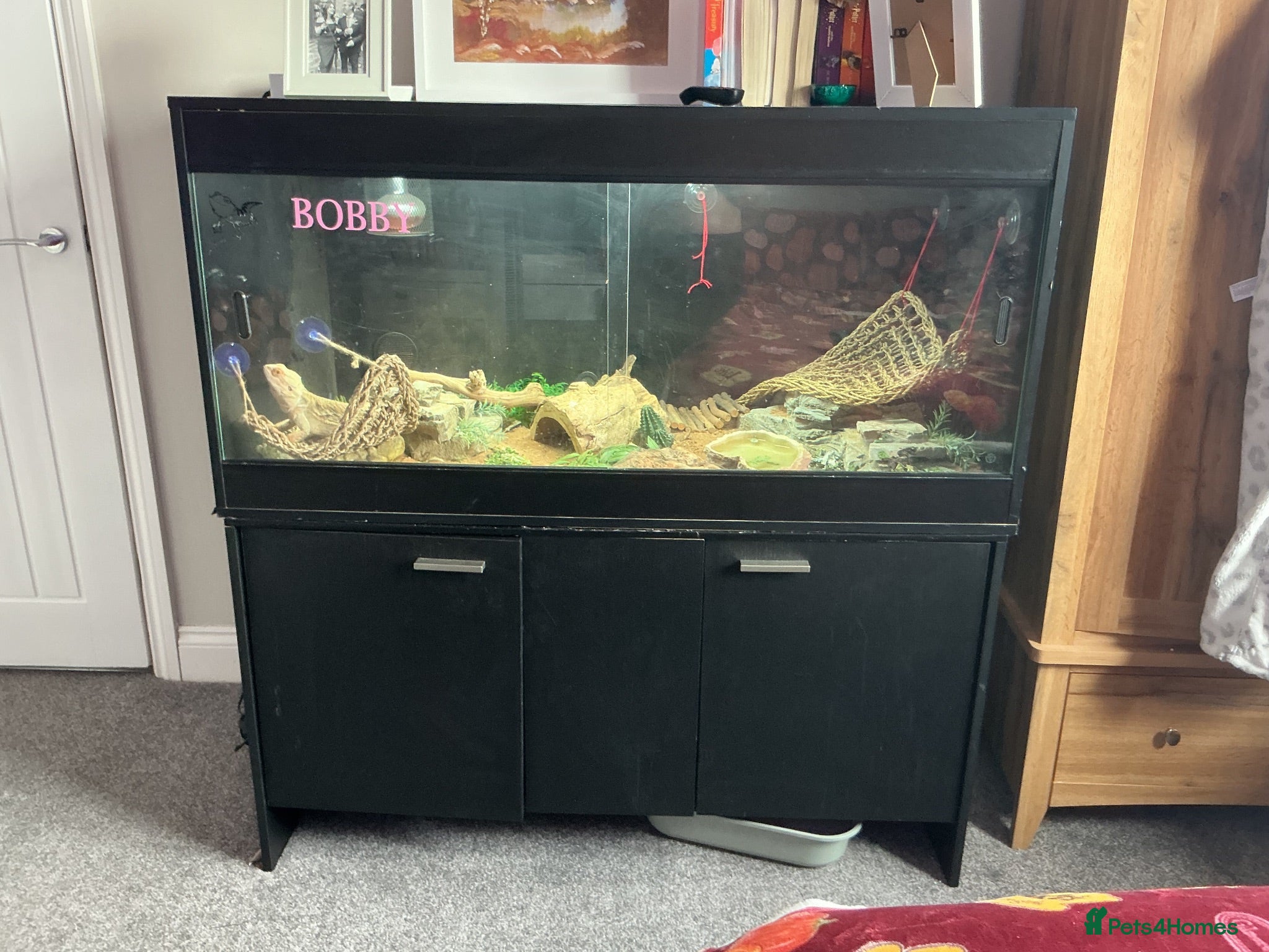 Bearded Dragon reptiles Bearded dragon (read description fully) - Advert 1