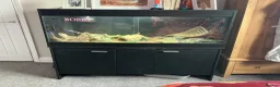 Bearded Dragon reptiles for sale: Bearded dragon (read description fully) - Advert 1