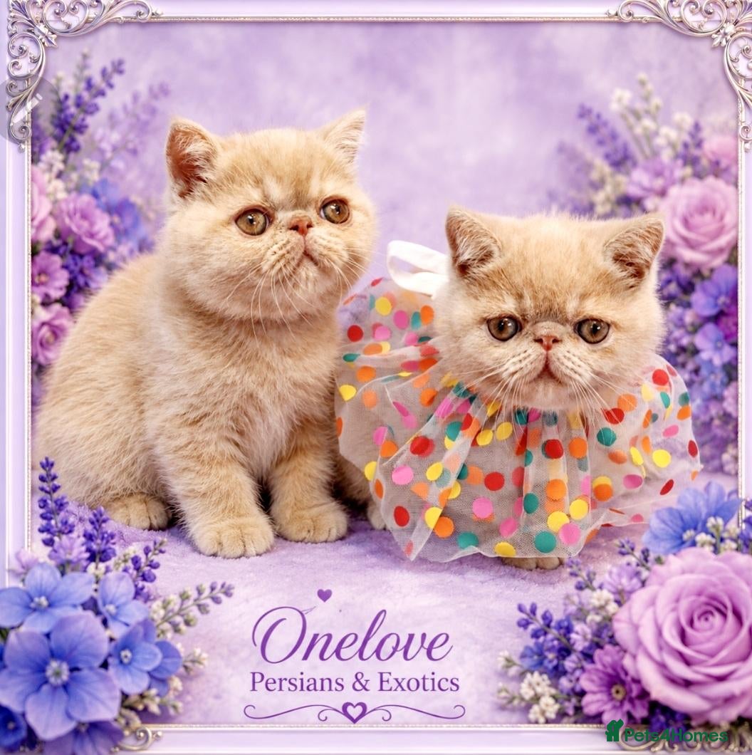 Exotic cats Chunky Gccf registered ( Lilac carrier boys - Advert 11