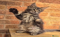 Maine Coon cats for sale: Beautiful Maine Coon kittens - Image 10