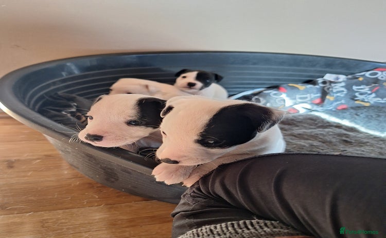 Jack Russell dogs - Advert 3