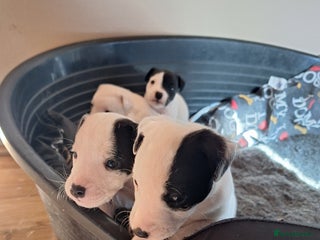 Jack Russell dogs - Advert 19