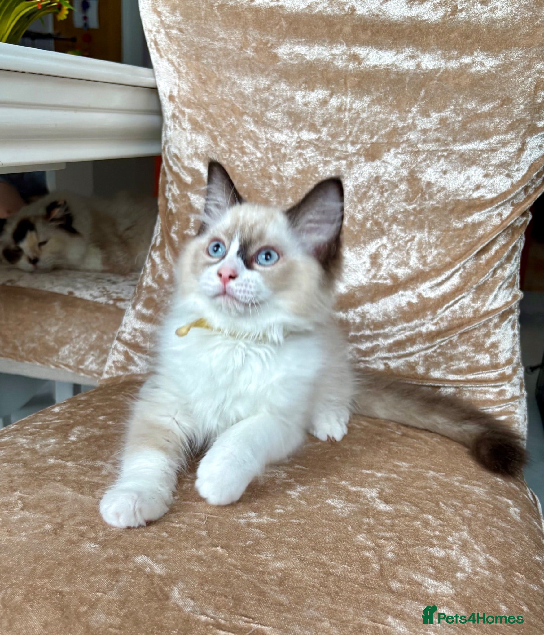 Ragdoll cats Beautiful ragdoll kittens - Advert 3