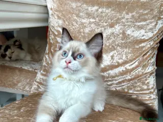 Ragdoll cats Beautiful ragdoll kittens - Advert 3
