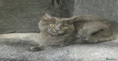 Maine Coon cats - Advert 4