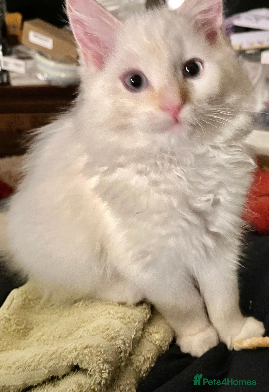 Ragdoll cats for sale: 4 Ragdoll Kittens - Advert 26