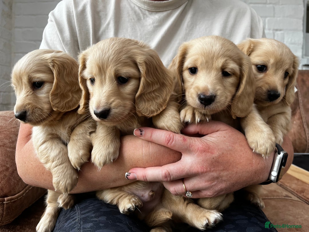 Golden Retriever Mix Long Haired Dachshund Mix Puppies Weenie Dog