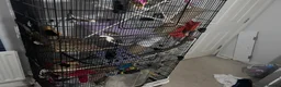 Rat rodents for sale: Three female rats, cage and all accessories  - Advert 10