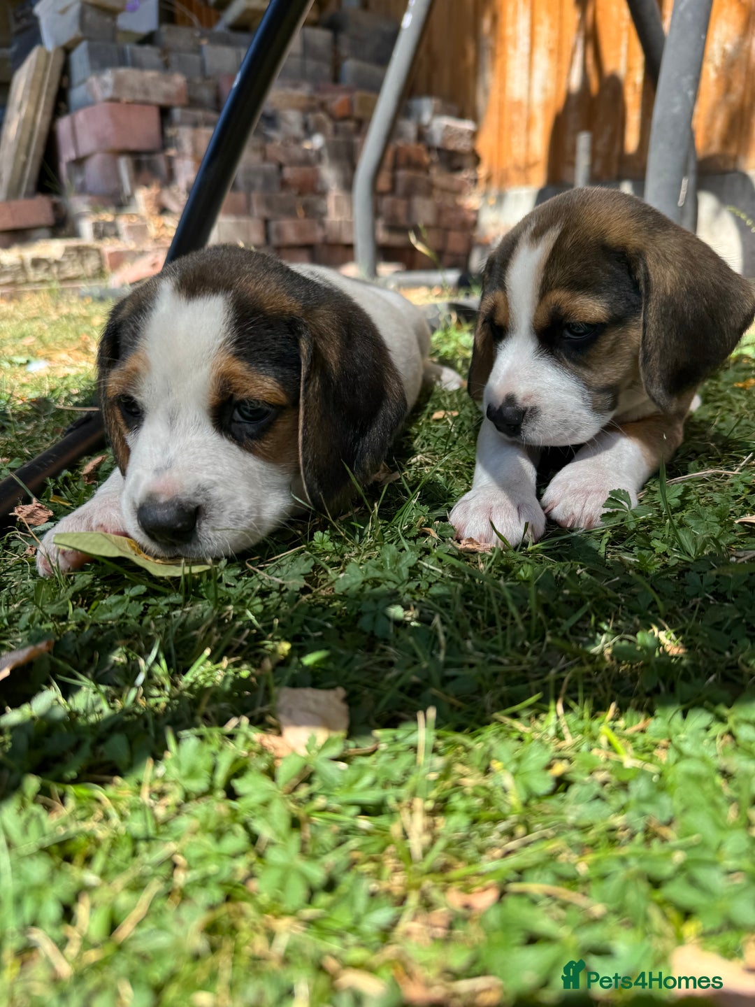 Beagle dogs for sale: Beagle puppies for sale,ready end of July - Image 15