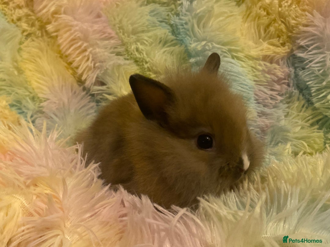 Mixed Breed rabbits for sale: Male teddydwerg x Netherlands dwarf rabbits - Advert 6