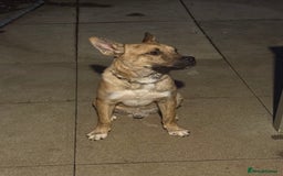Mixed Breed dogs for sale: Staffy x husky pup - Image 2