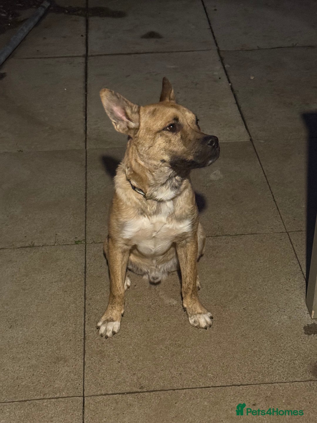 Mixed Breed dogs for sale: Staffy x husky pup - Image 2