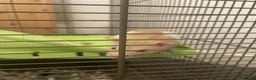 Rat rodents for sale: 2 x male rats - £15 each  in Egham - Advert 4