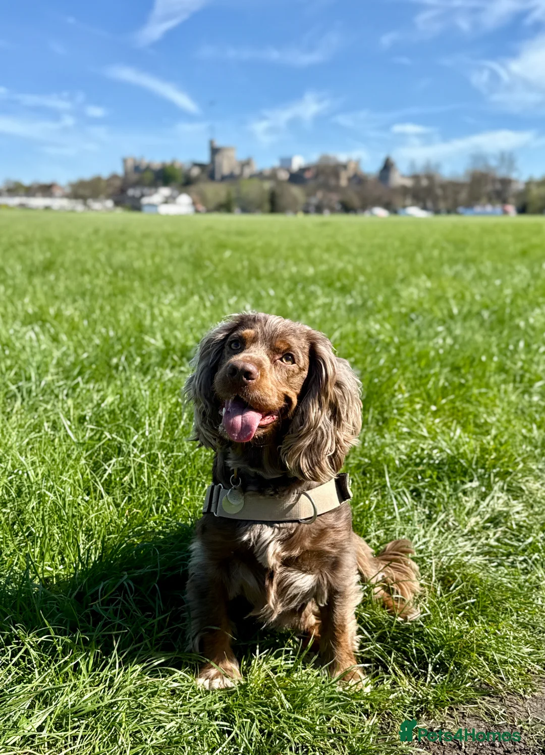 Cocker Spaniel dogs for stud: Beautiful Merle Cocker Spaniel for Stud - Advert 2