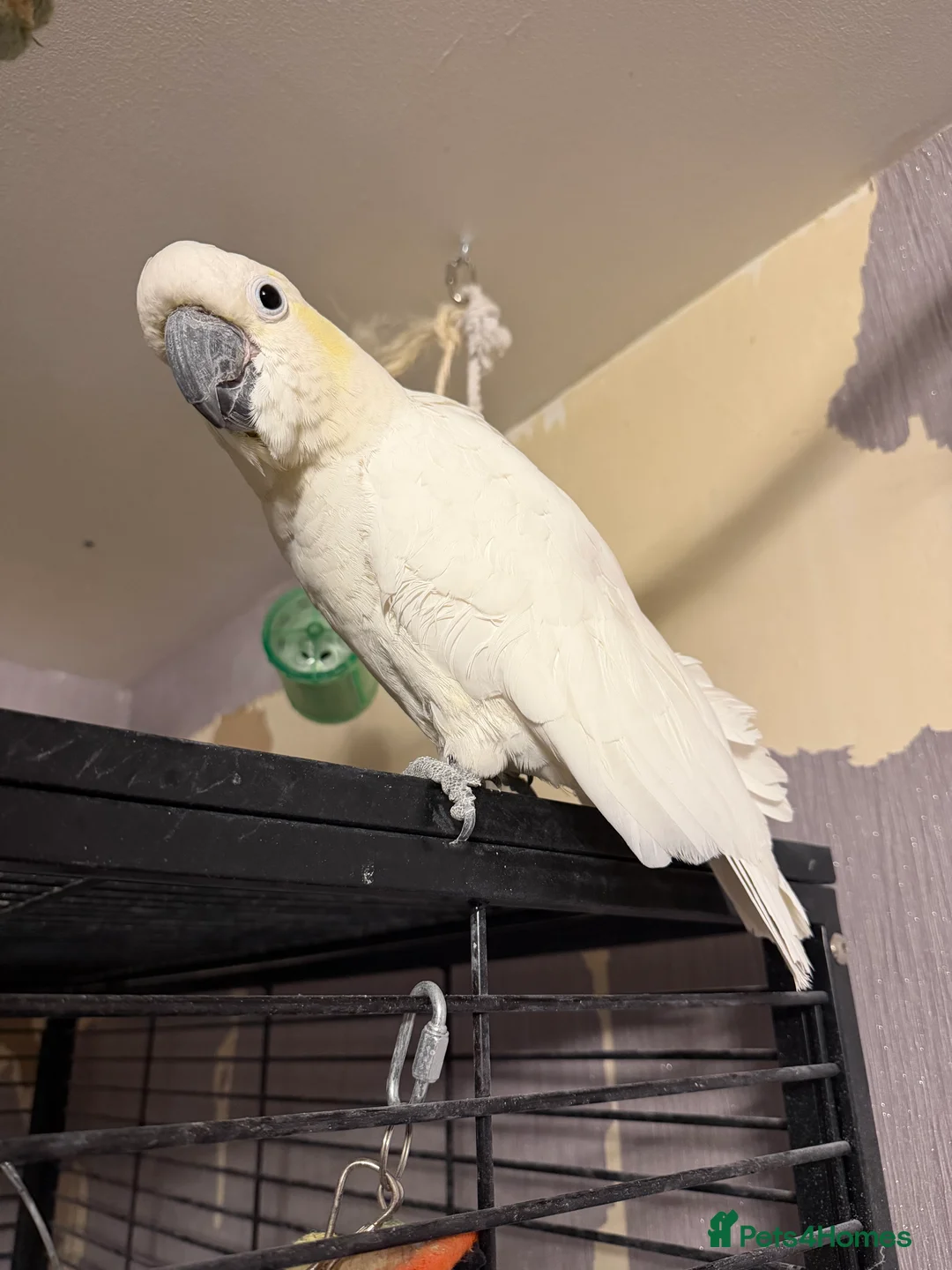 Cockatoo birds for sale: Two sulphur crested cockatoo's in Ashford - Advert 3