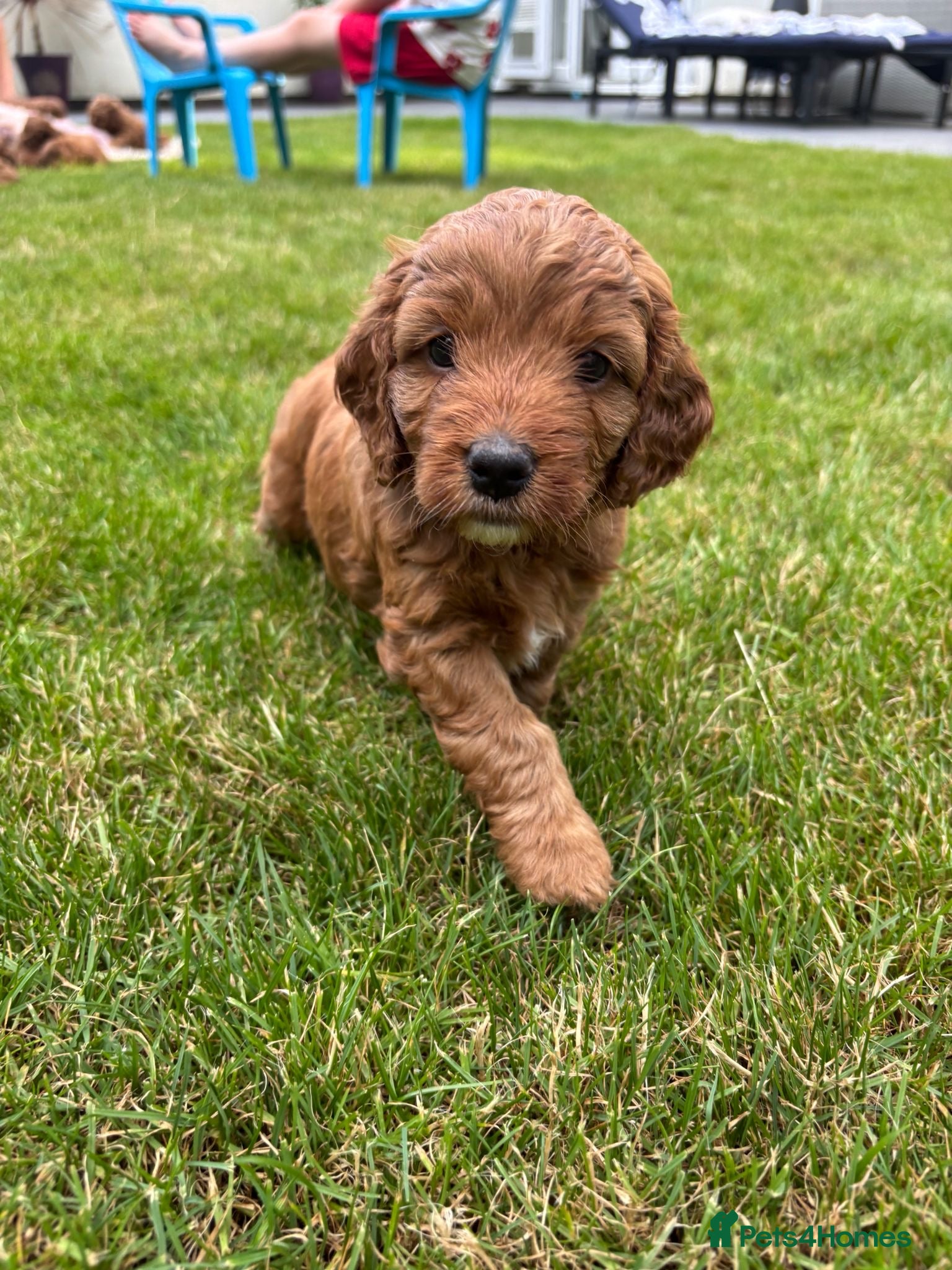 Cockapoo dogs Toy Cockapoo Puppies - Advert 1