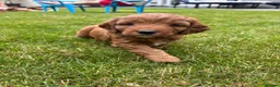 Cockapoo dogs for sale: Cockapoo Puppy *LAST BOY* - Advert 14