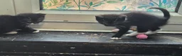 Mixed Breed cats for sale: Looking for homes - Advert 11