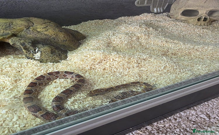 Corn Snake reptiles - Advert 1